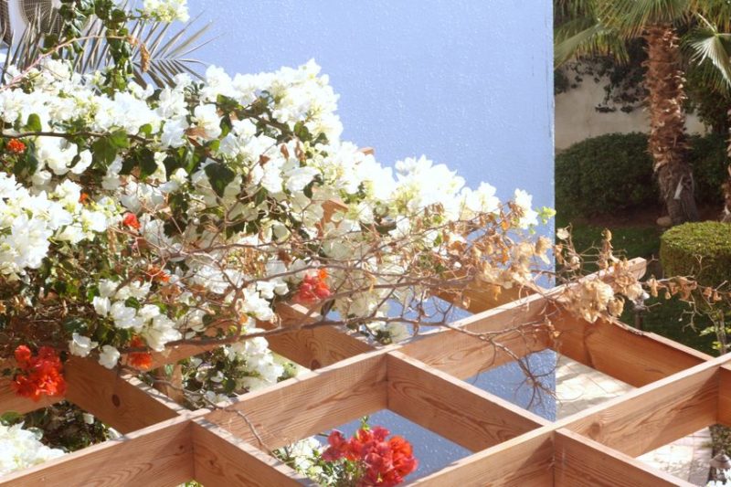 Trellis roof with climbing plants