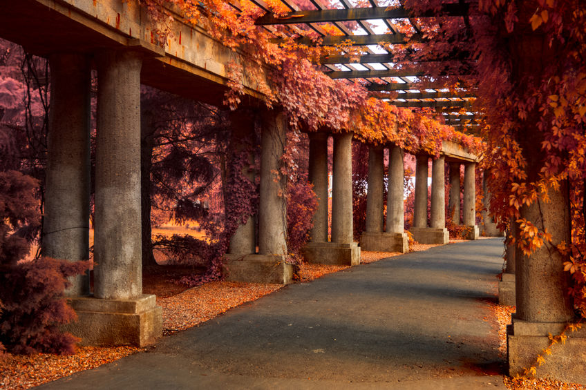 Concrete pergola