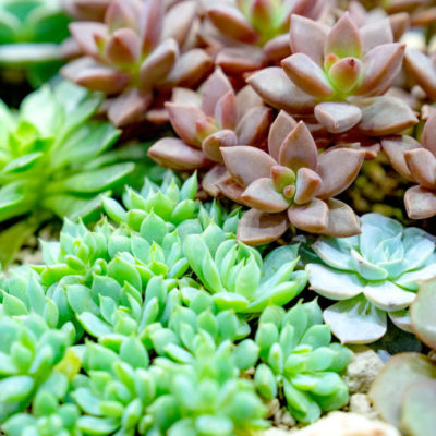 succulents - Ideal for Texas look and feel garden with pergola