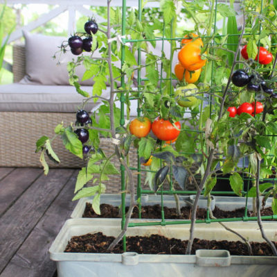 veggie growing in container - pergola garden