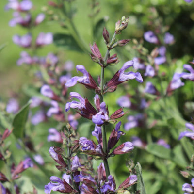 blue sage - ground plants for pergola in Texas