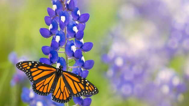 Texas plant and Butterfly - Texas state symbols