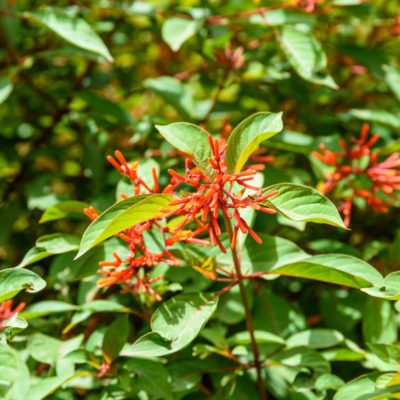 Dwarf Firebush Plants and flower - Texas garden