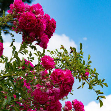 Climbing roses - ideal Texas plants