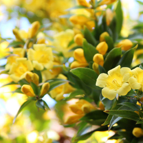 Carolina Jessamine yellow flowers florida
