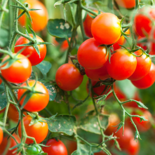 home grown tomatoes - pergola