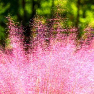 muhly grass -pink