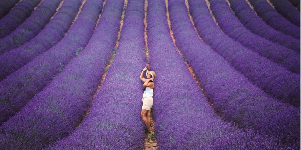 Lavender field - Azenco