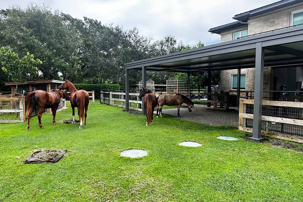 insulated roof pergola as shelter for horses